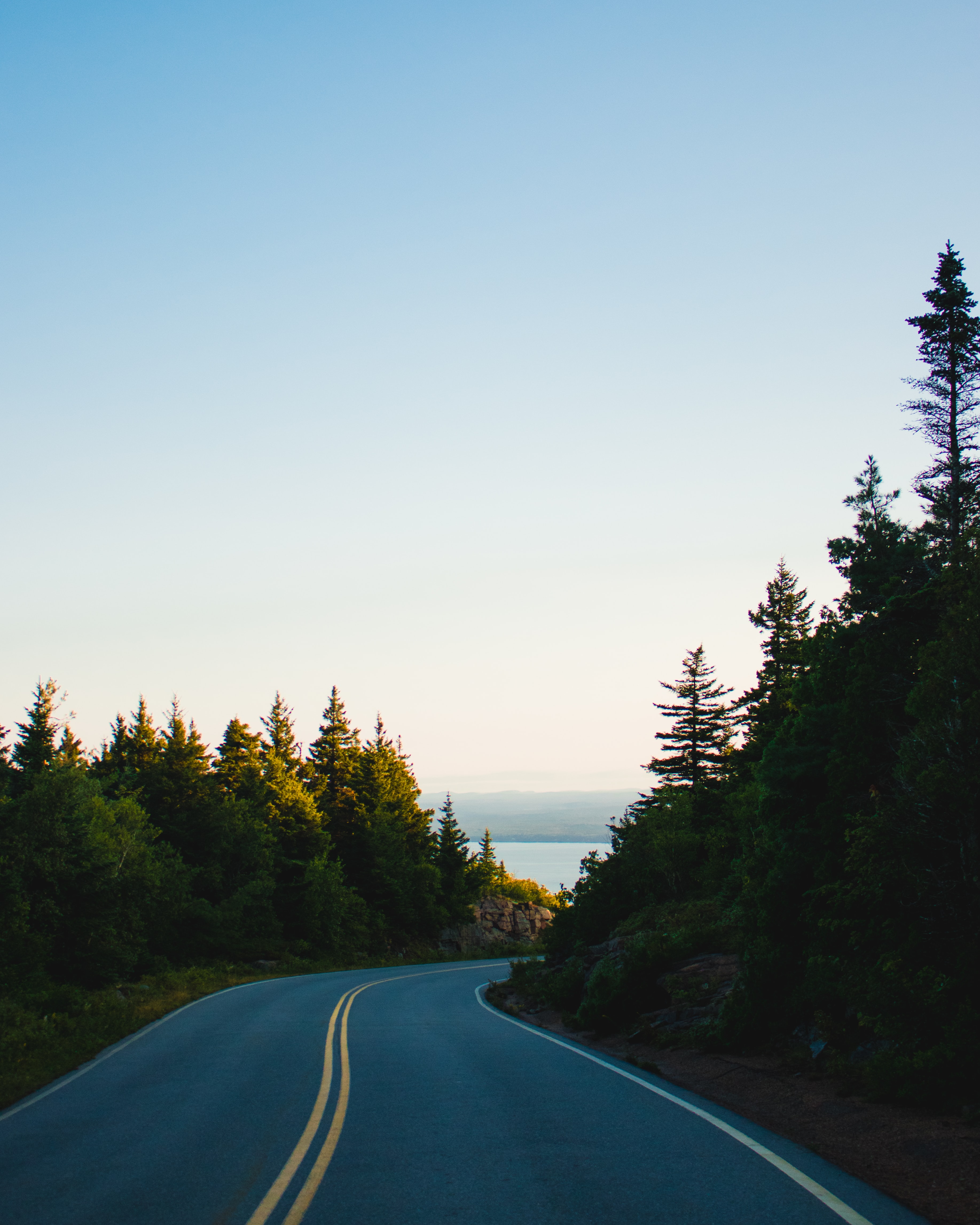 Road with pine trees