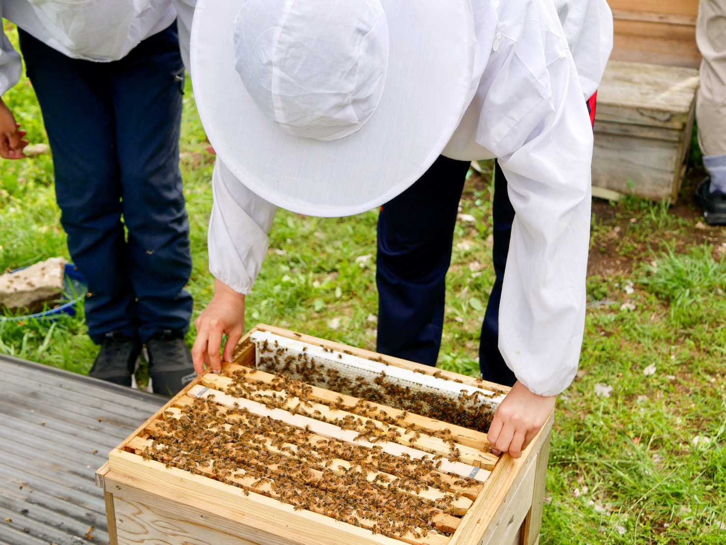 icu honey project bee keeping photojpg by Daijiro Kojima ICU student?width=698&height=466&fit=crop&auto=webp&dpr=4