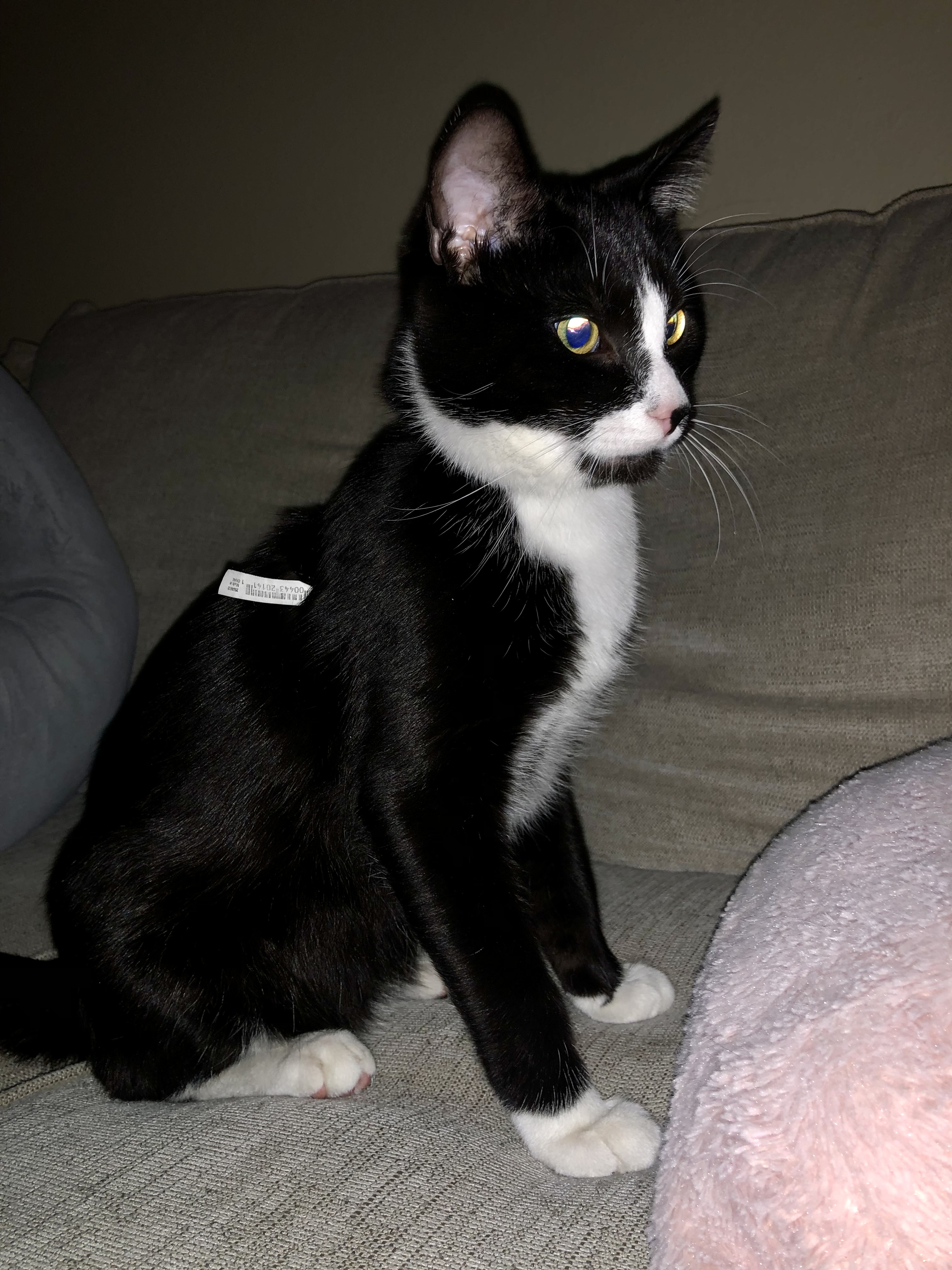 Kaytlyn’s cat Leo, Black and white, cat, kitten, Leonardo (1)