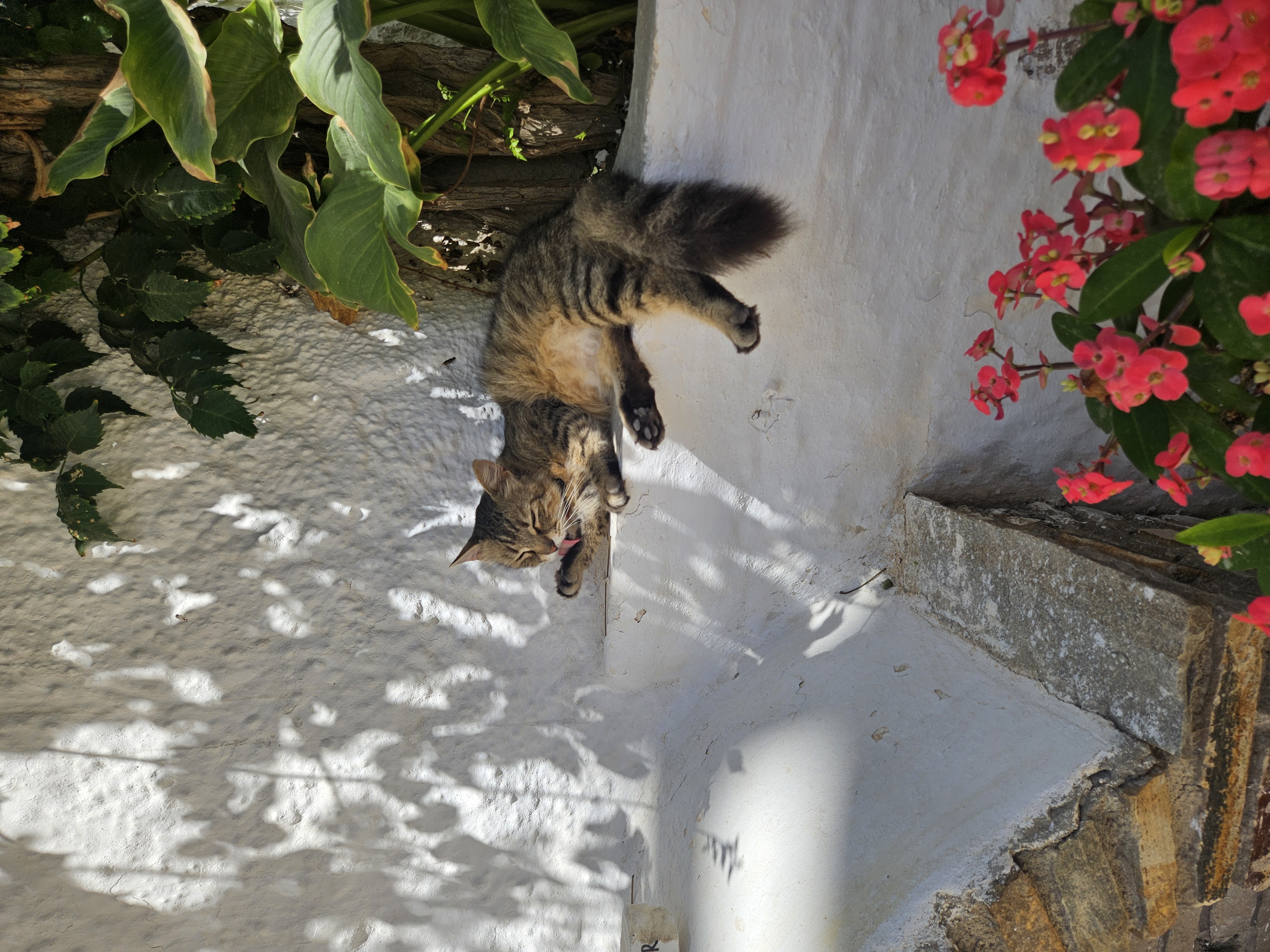 Greek cat on the island of Naxos, Greece