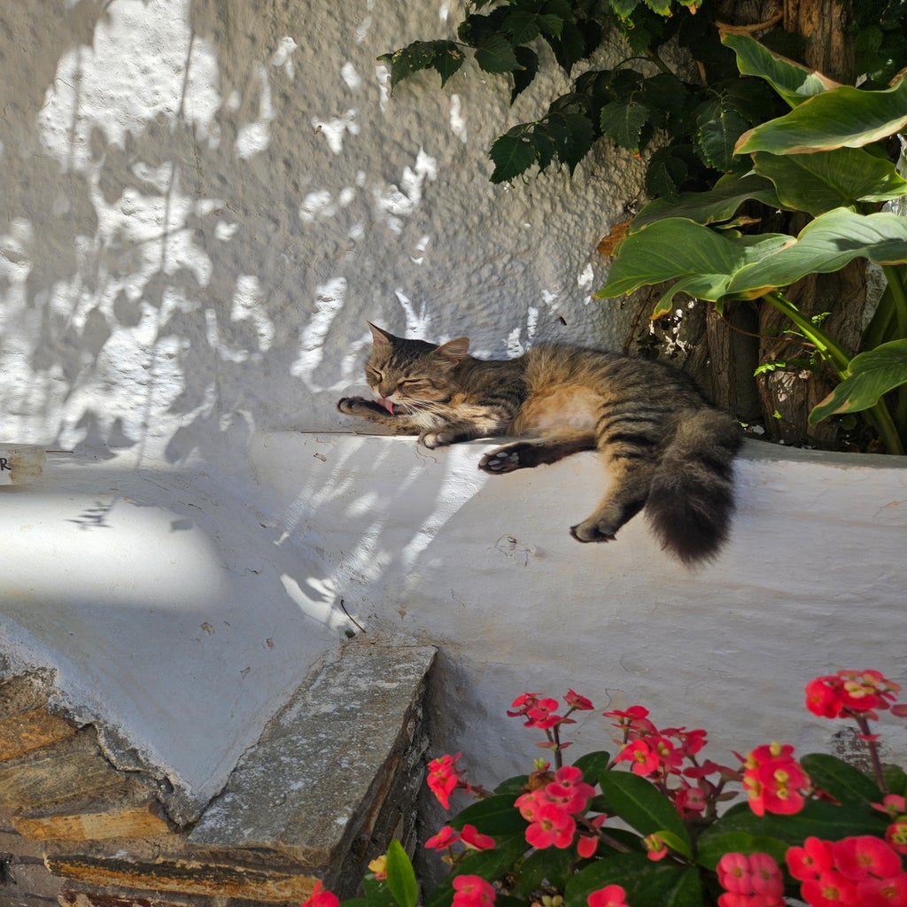 Greek cat on the island of Naxos, Greece