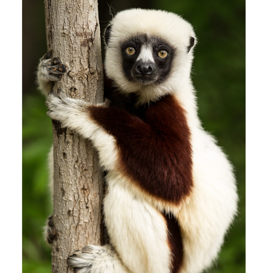 Lemur