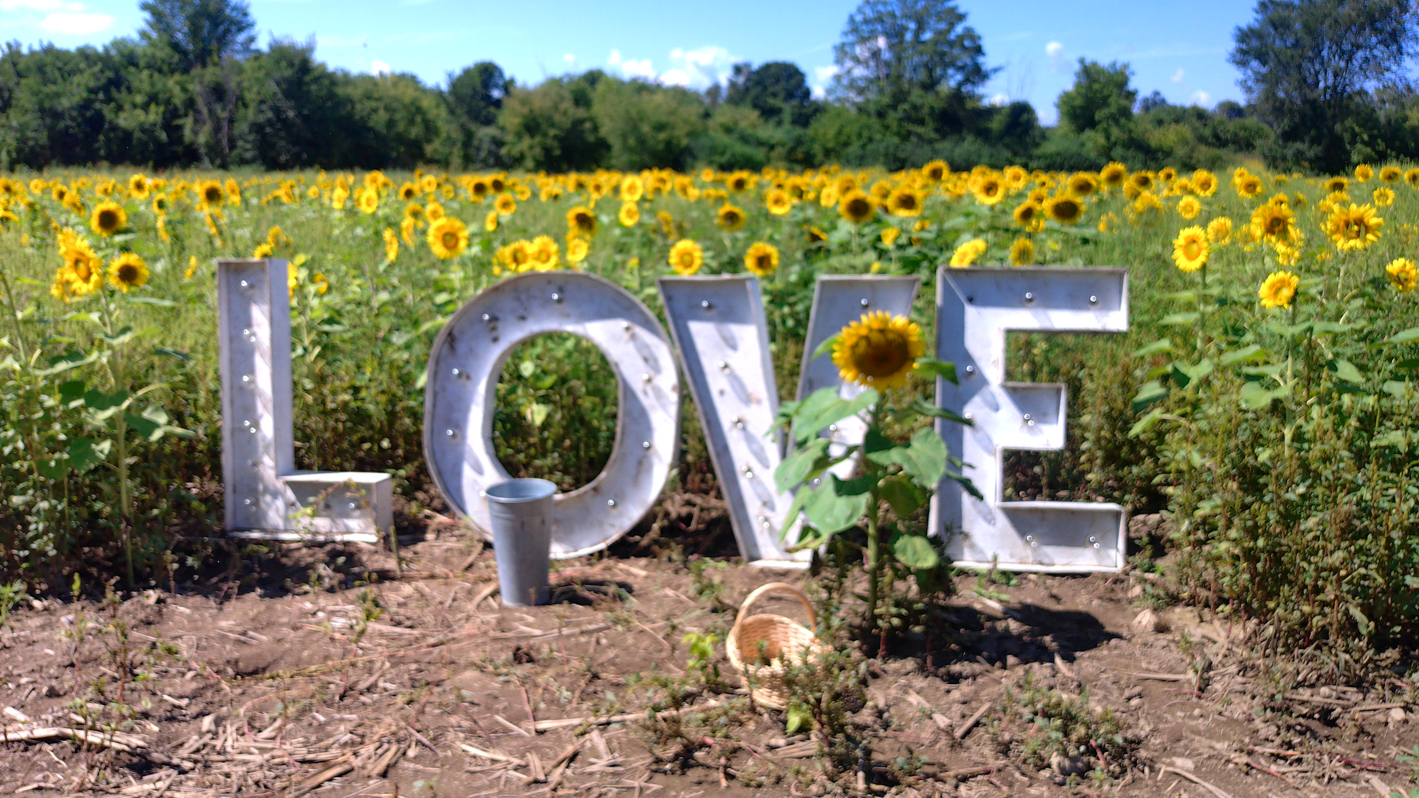 Sunflower field