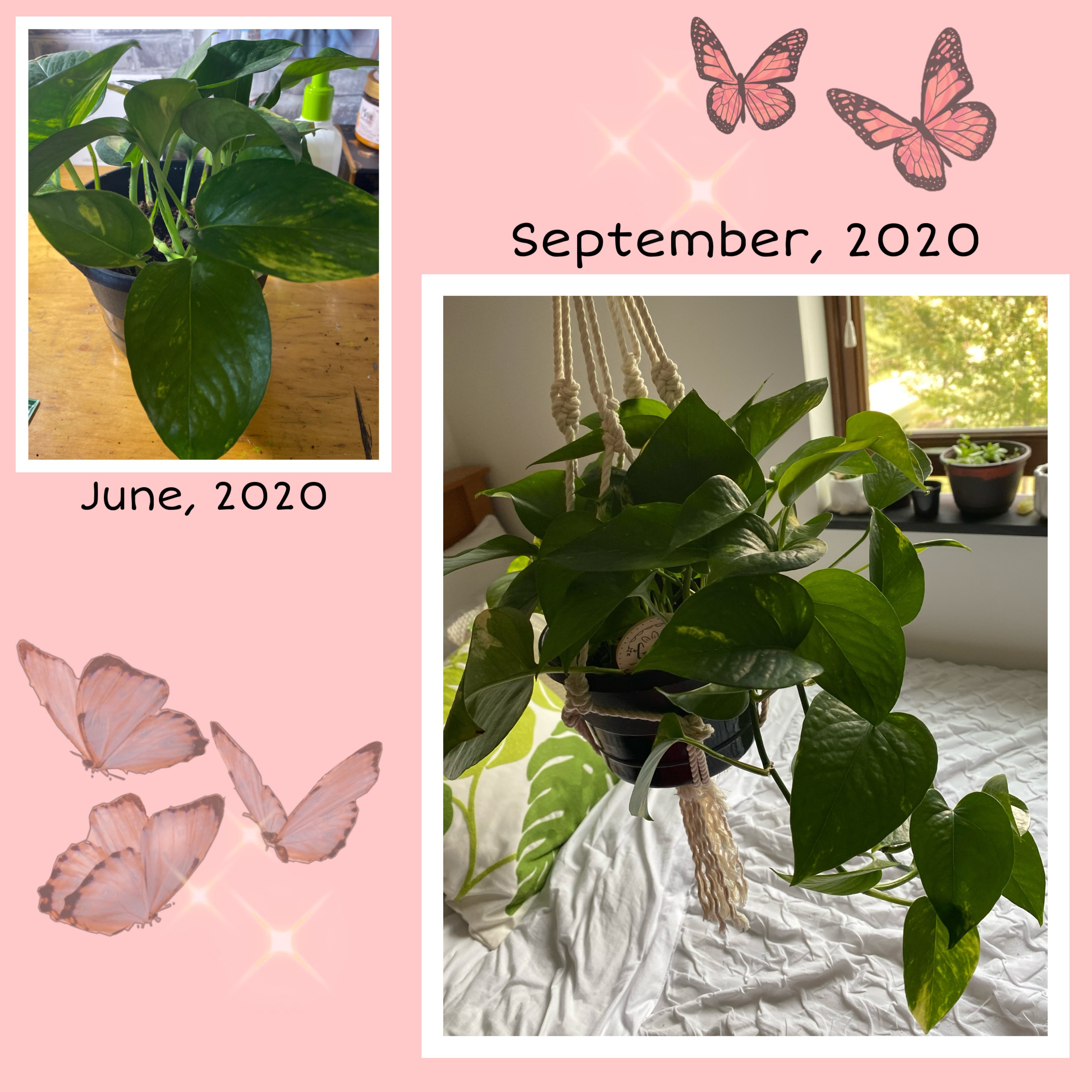 Golden Pothos House plant collage