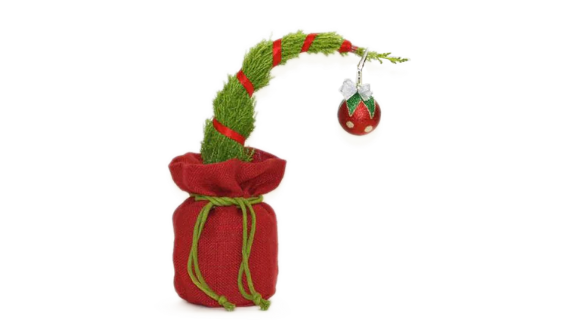 trader joes holiday plants 2024