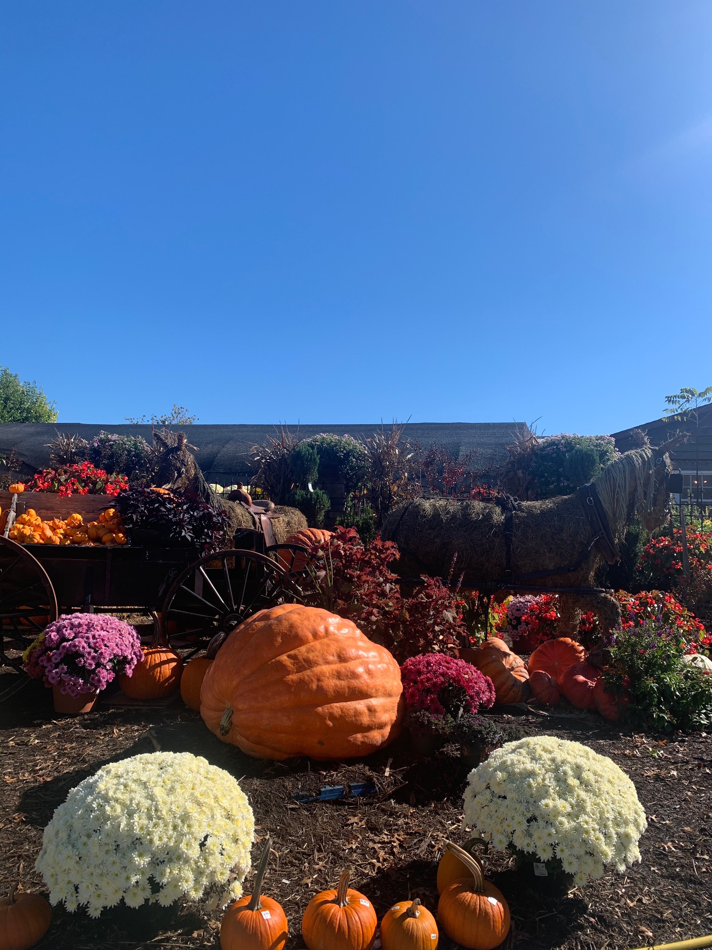 It is for my article on a local greenhouse. All of the images I’m using are of their produce and one of the dog that is always at the greenhouse.
