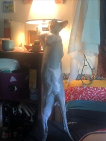Ophelia the Sphynx cat