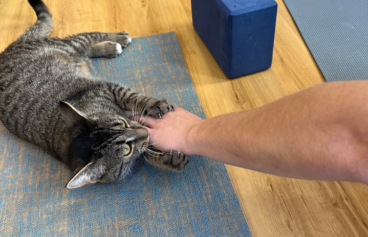 Cat yoga cat on mat