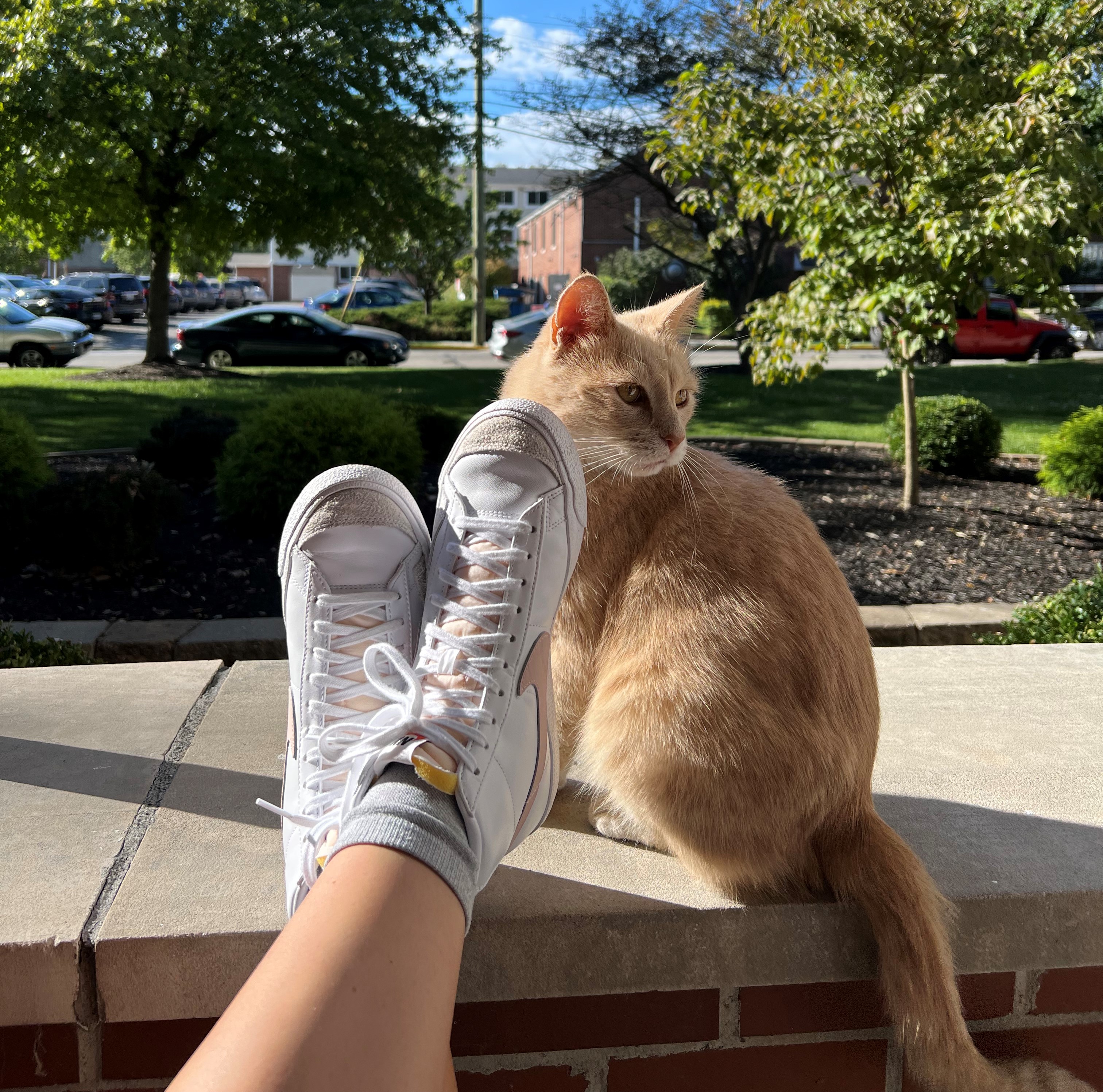 A Campus Cat