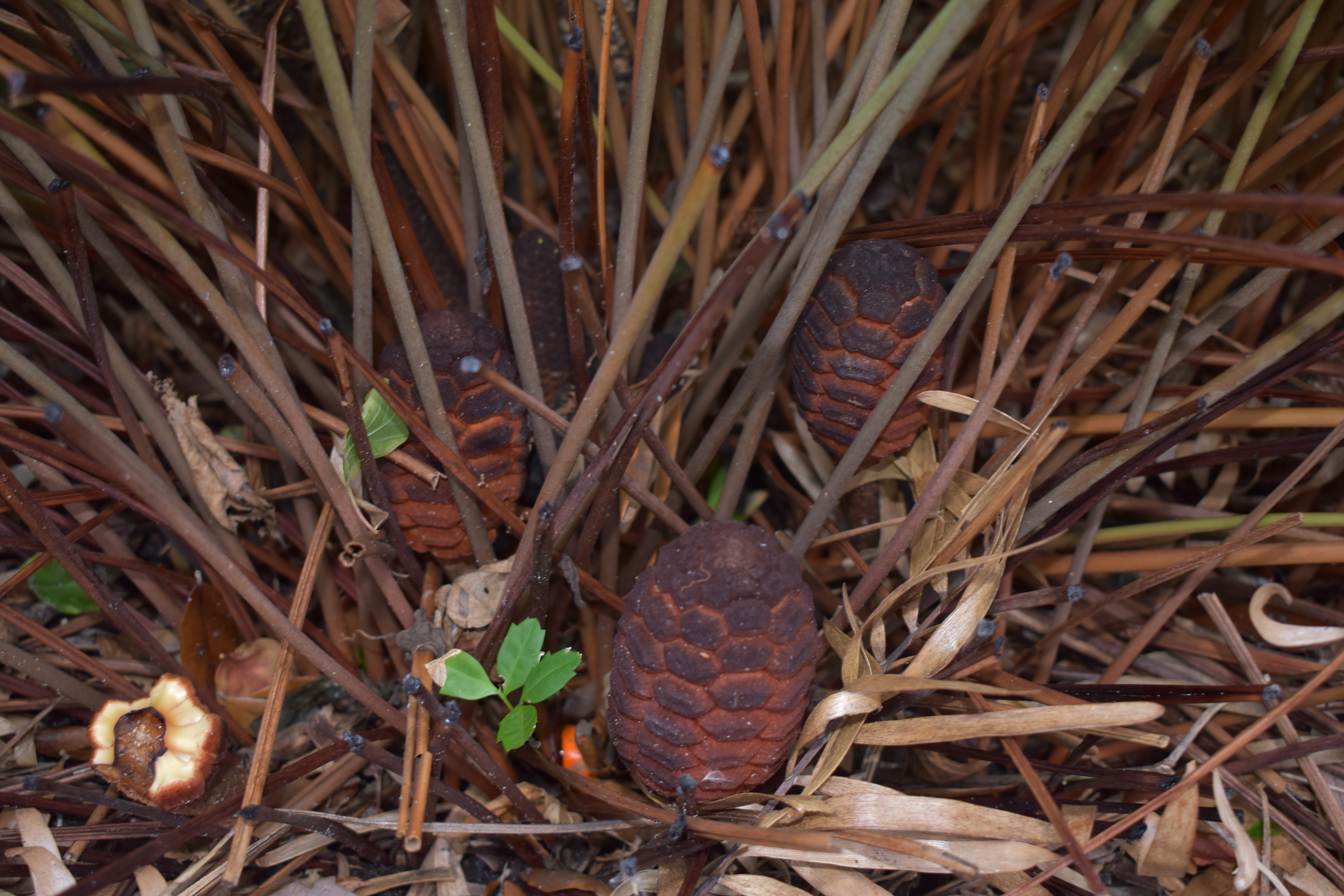 Zamia integrifolia (Coontie Palm), Mega-Strobil Detail