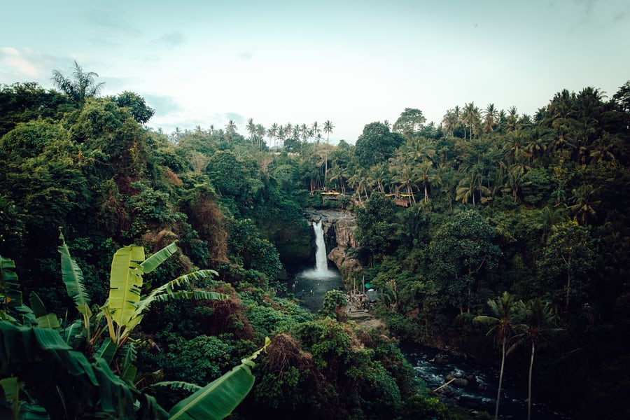 waterfall and trees