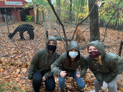 friends in front of alpacas