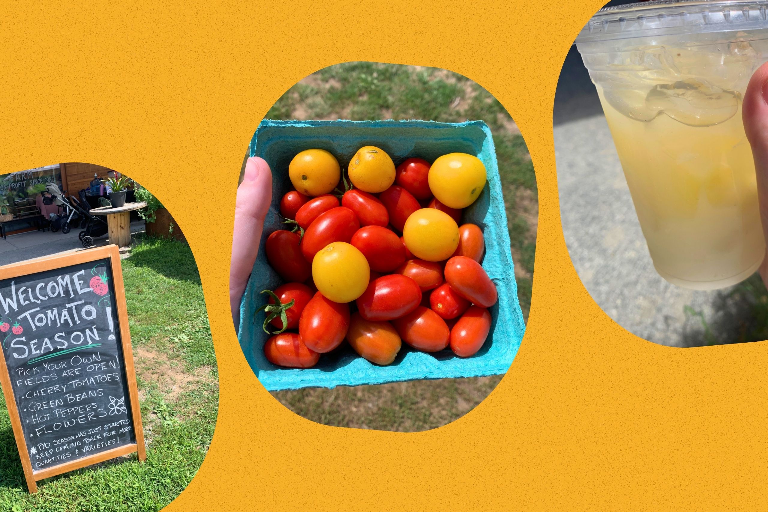 tomatofest?width=287&height=192&fit=crop&auto=webp&dpr=4