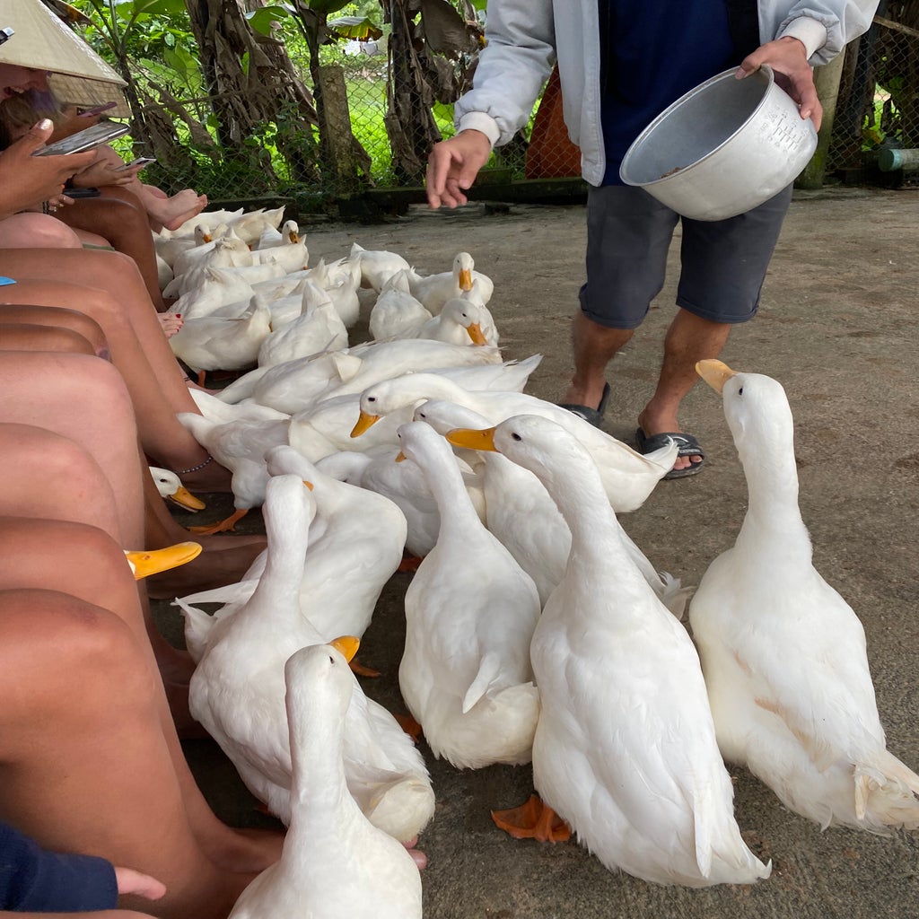 Ducks in Vietnam