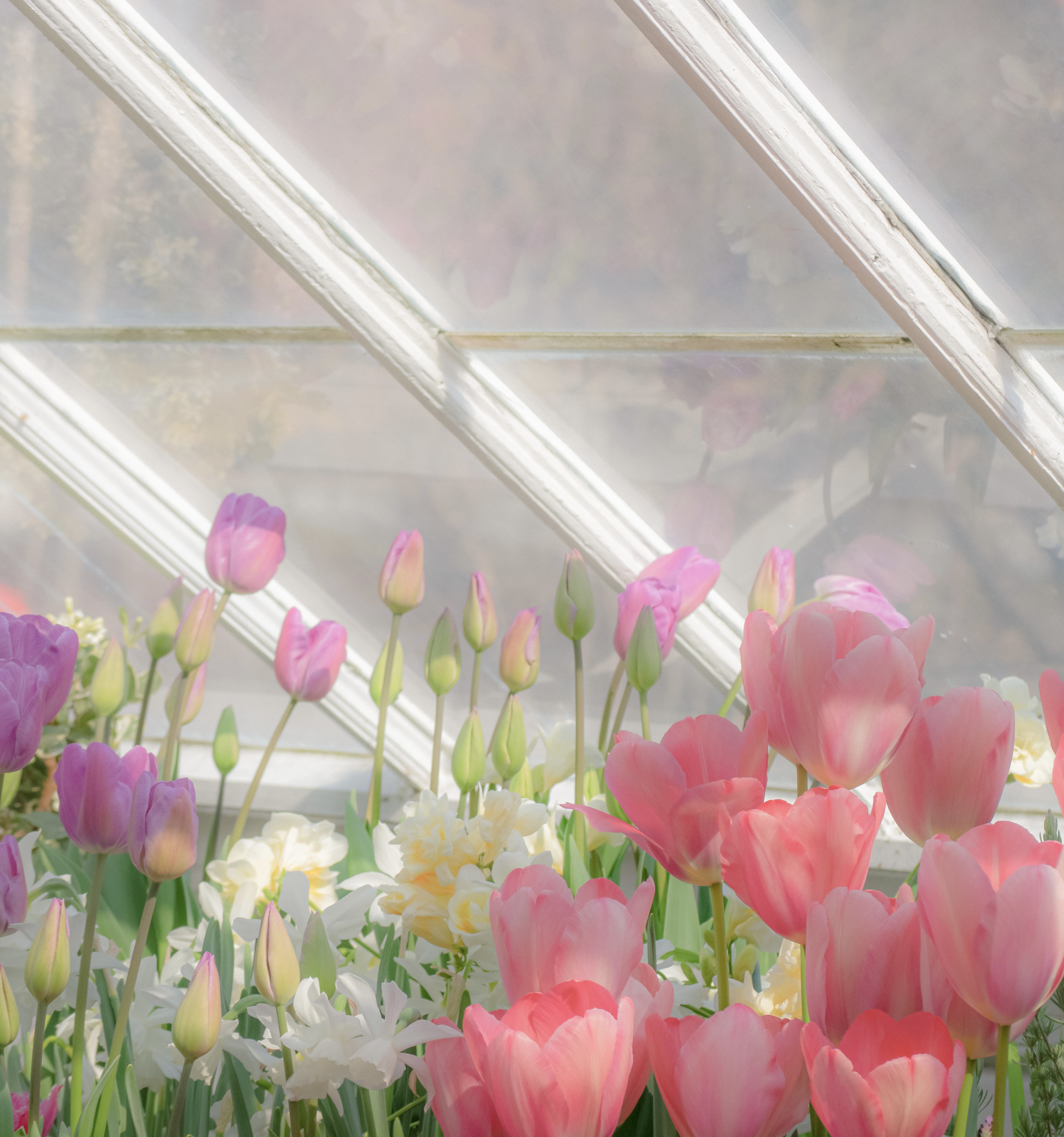 Spring flowers in Mount Holyoke College Talcott Greenhouse