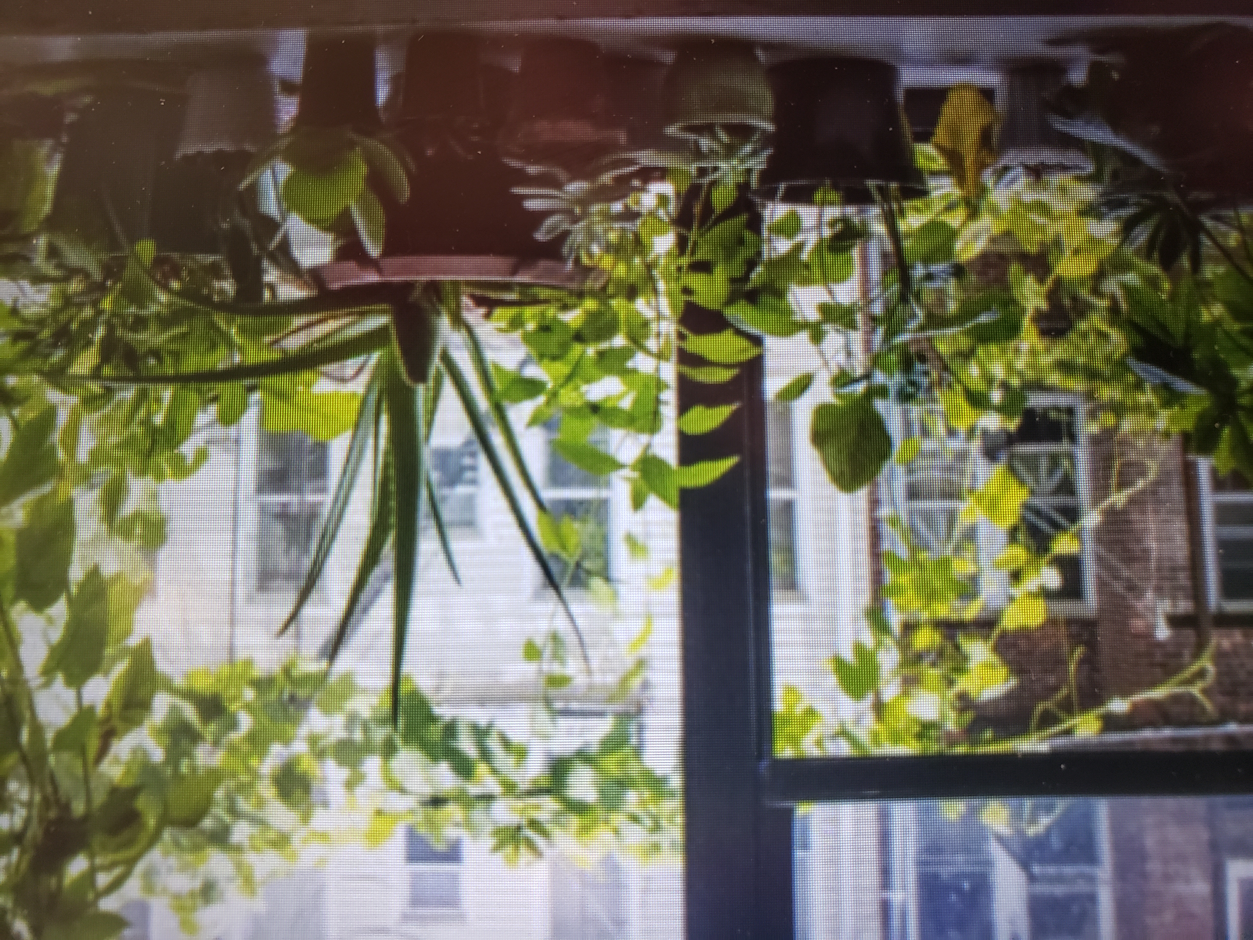 20210305 040631jpg by Julia Perrone