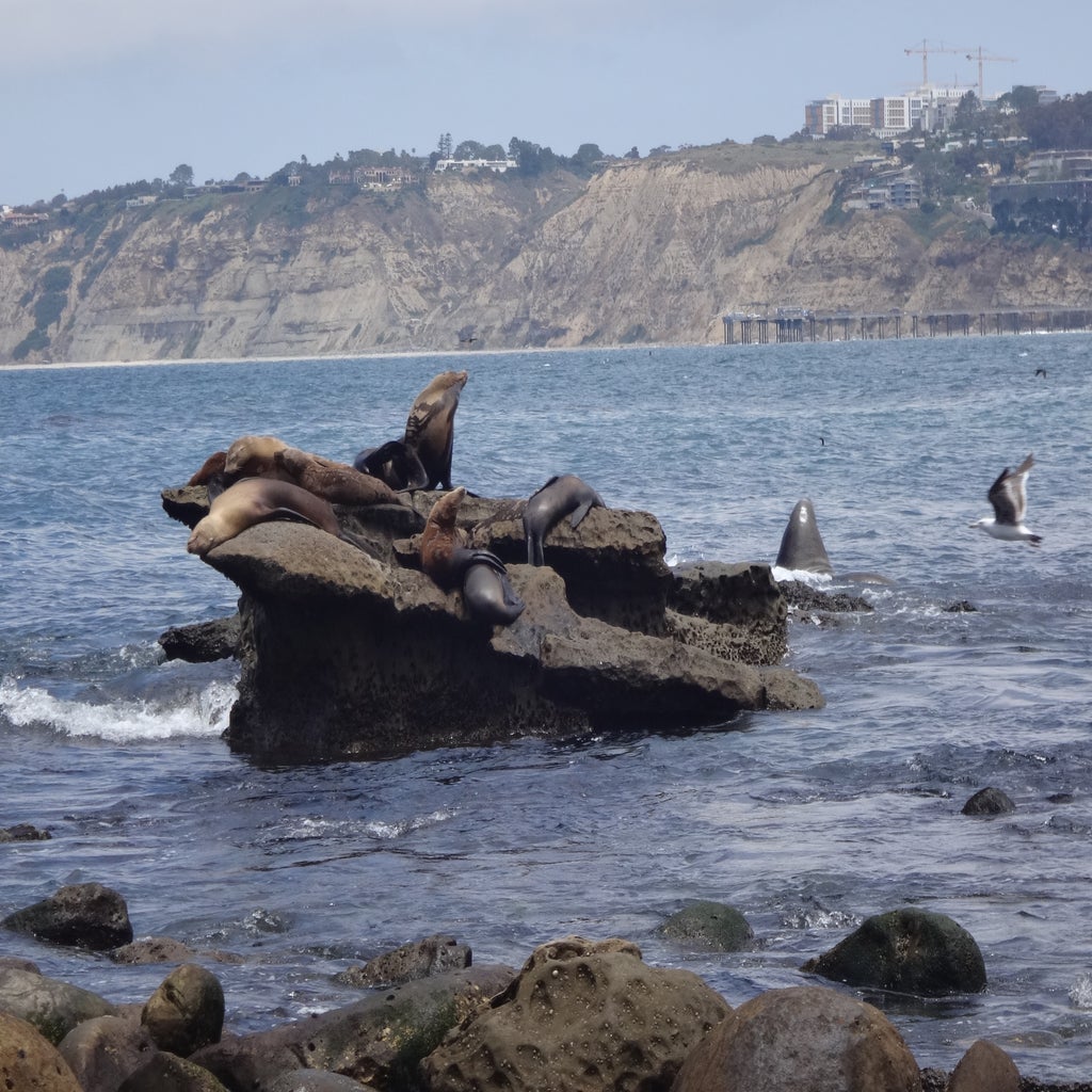 The image shows a group of sea lions lounging on a rocky outcrop near the shore.