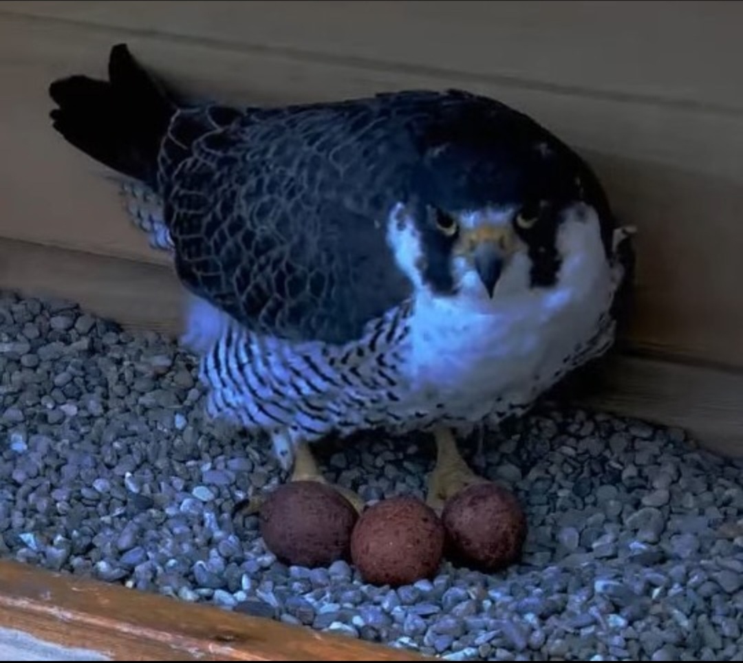 hcmsuperegrinefalconphotojpg by MSU Fisheries and Wildlife Club?width=698&height=466&fit=crop&auto=webp&dpr=4