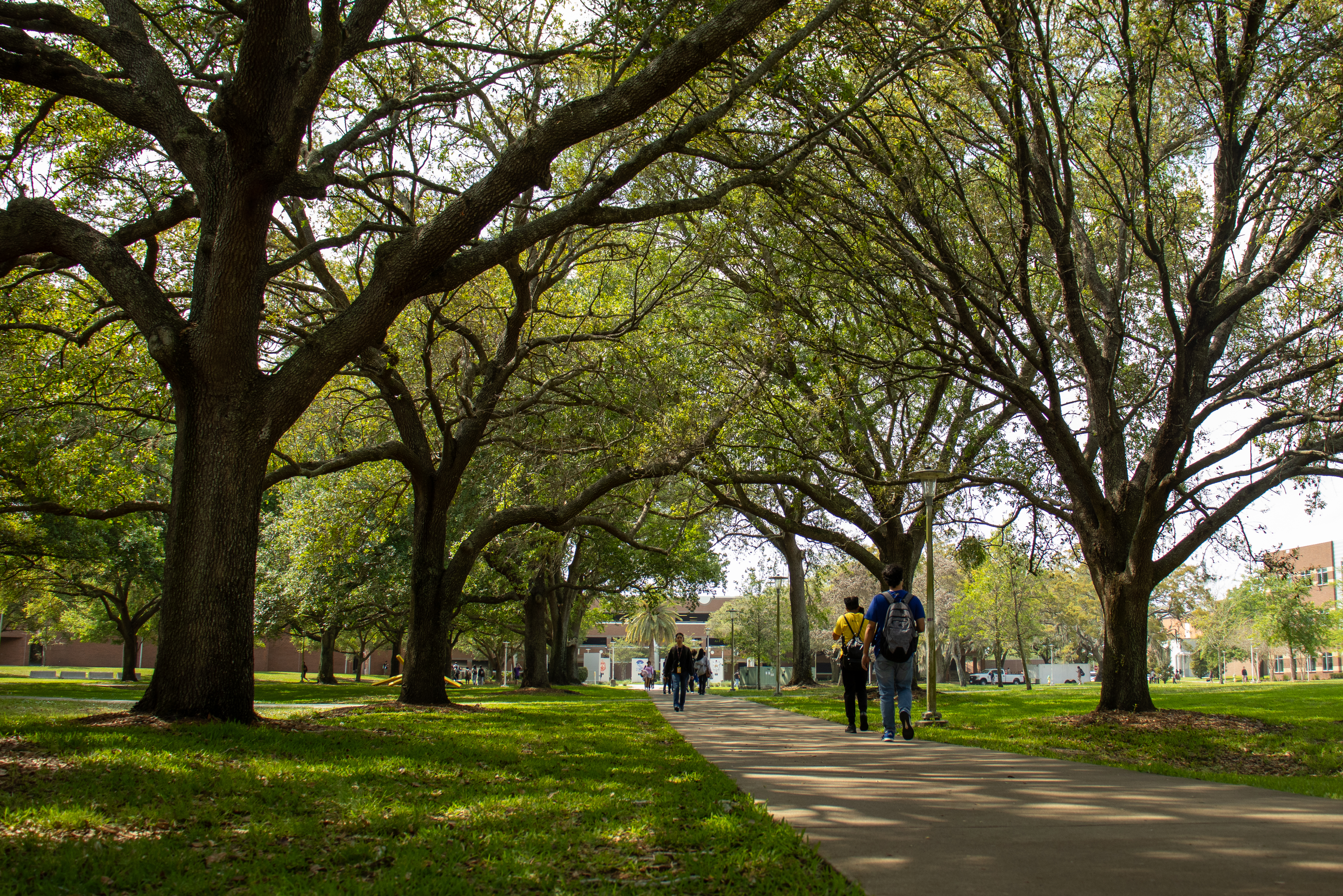 Trees surrounding UCF campus sidewalk.