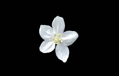 white flower black background