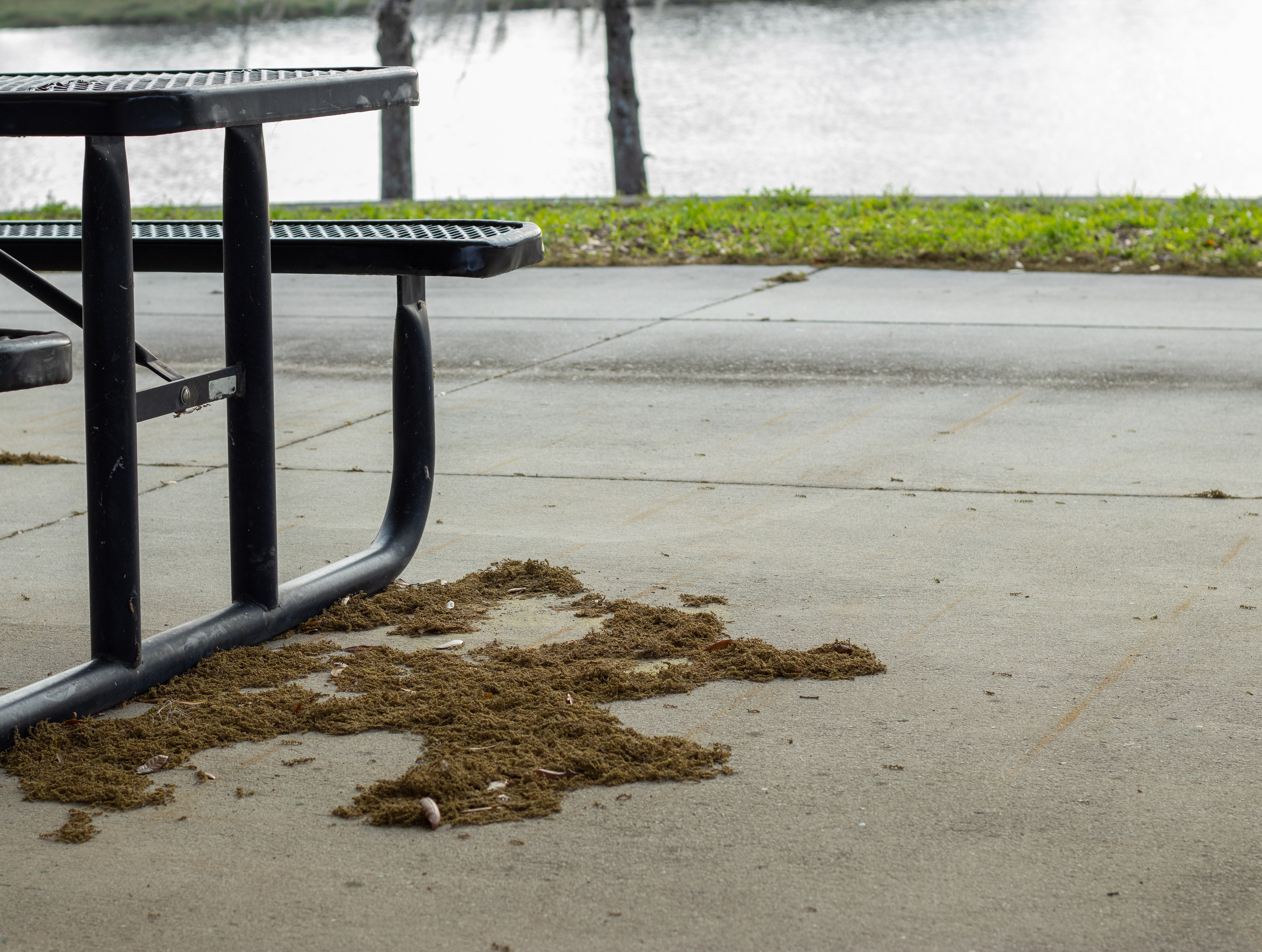 A pile of pollen next to a bench at the UCF campus.