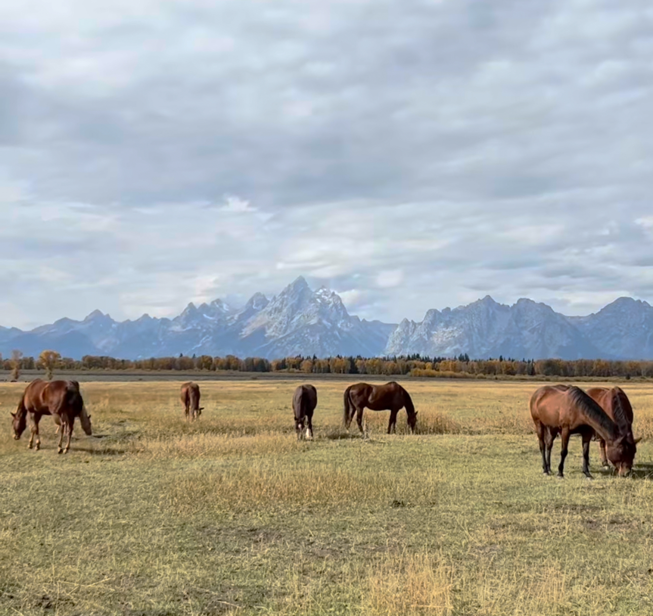 Horses in front of the Grand Teton mountain range