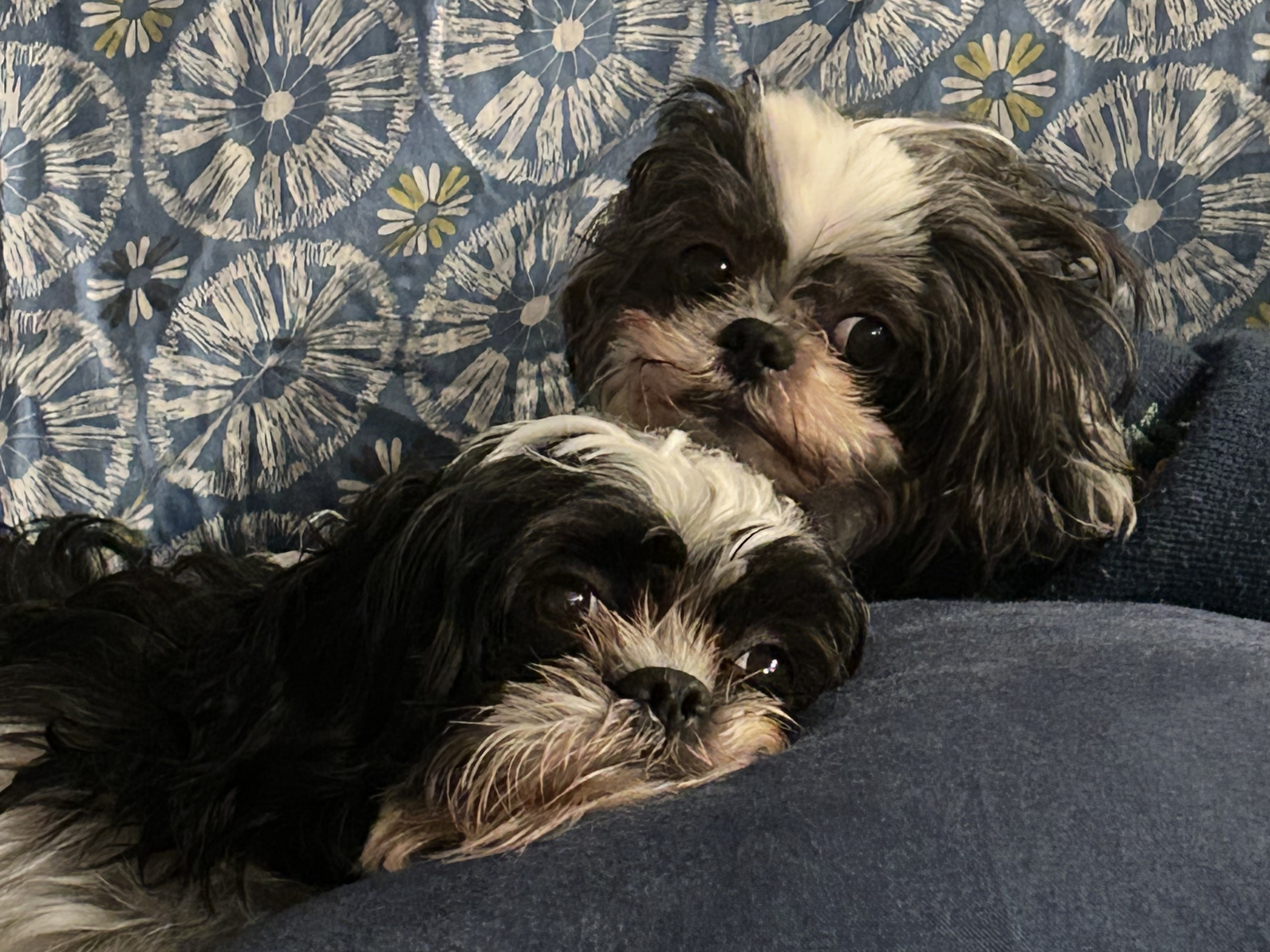 zoe and hazel cuddling togetherpng by Sophia Zaydon?width=698&height=466&fit=crop&auto=webp&dpr=4