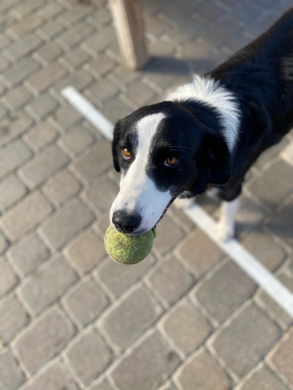 Dog holding a tennis ball